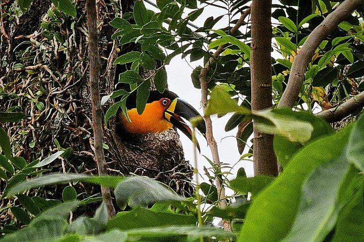 Small-Group Tijuca Forest Guided Tour