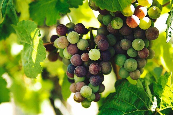 Visite des vins de la région de Lisbonne: Mafra & Ericeira + Hôtel Pick-up
