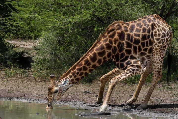 ダーバン発 3 日間サファリ ツアー パッケージ