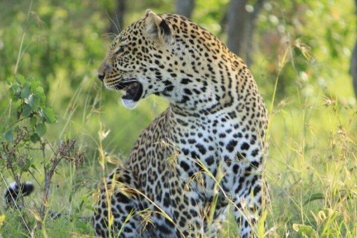 8 Dage Kenya og Tanzania Privat Budget Camping Safari