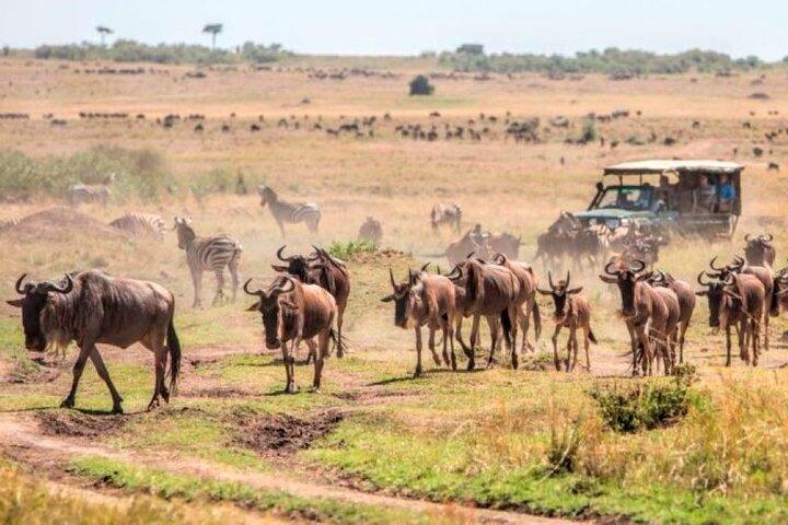 Safari privé Maasai Mara 3 jours, 2 nuits - 4 x 4 Safari Jeep