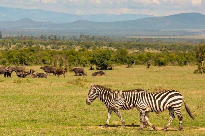 3 Dagen Safari naar Ol Pejeta Conservancy vanuit Nairobi