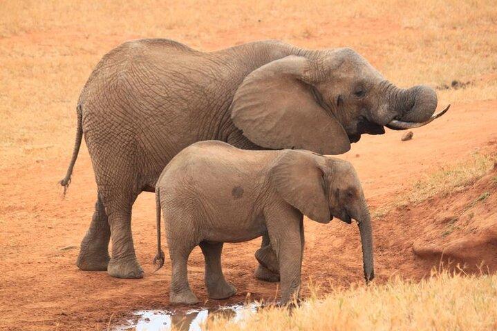 3 Días 2 Noches Safari Tsavo East National Park- desde Nairobi