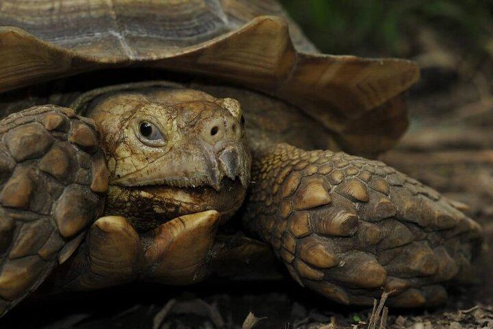 リベリア市内観光 - 動物保護区 - 滝