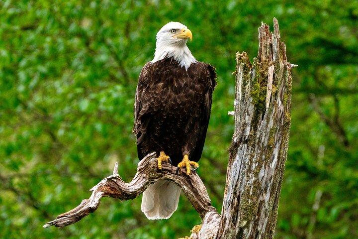 Sitka Scenic Marine Life & Seabirds Private Charter Eco-Tour - Excursão Privada