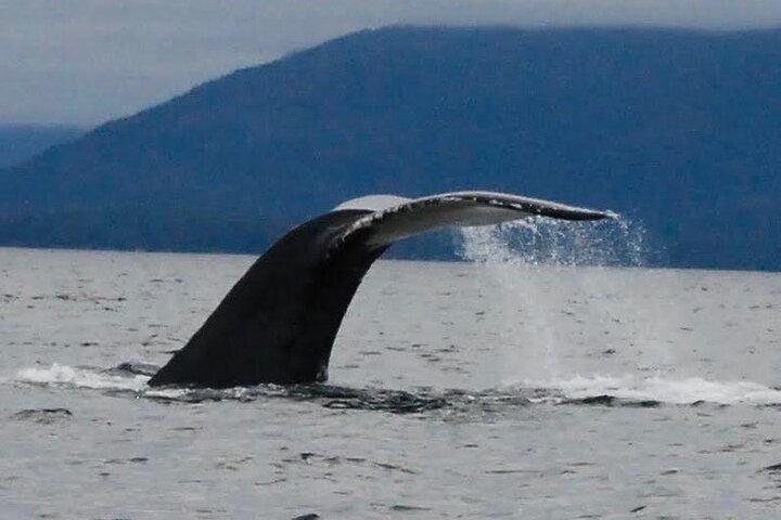 Sitka Scenic Marine Life & Seabirds Private Charter Eco-Tour - Excursão Privada