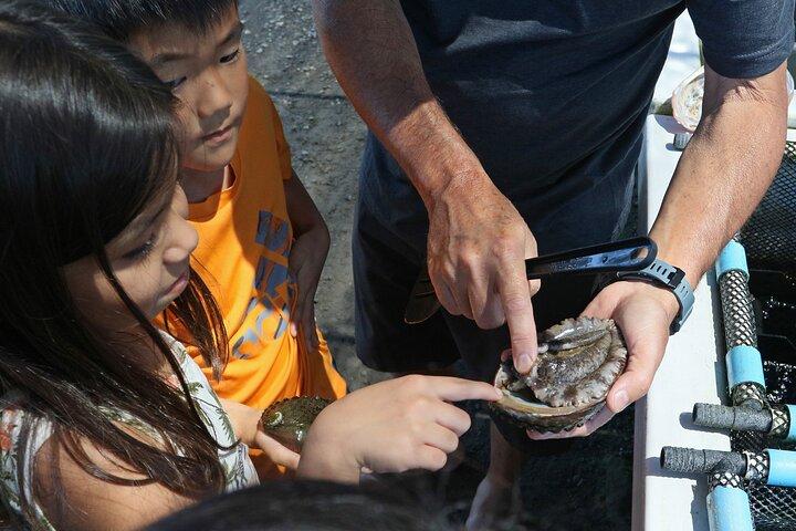 Tour della fattoria di abalone