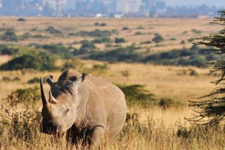 Half Day tour to Nairobi National Park