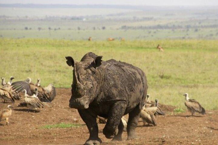 Half Day tour to Nairobi National Park