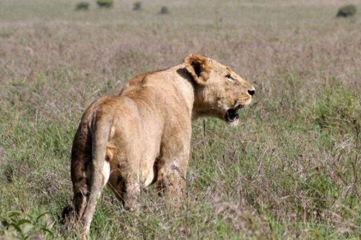 Half Day tour to Nairobi National Park