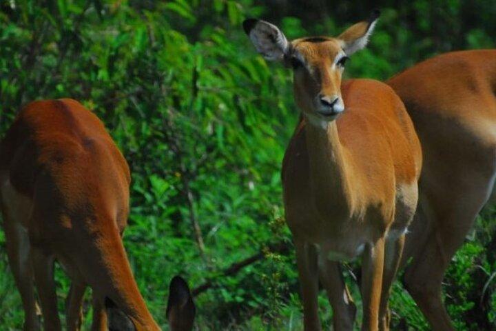 Half Day tour to Nairobi National Park