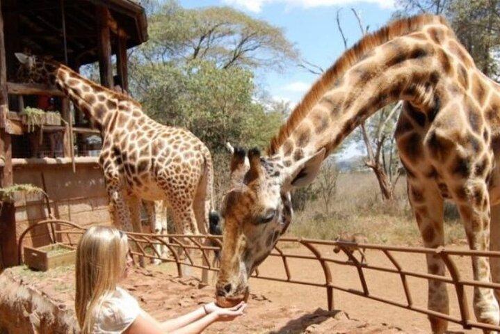 Excursion d'une journée au parc national de Nairobi et au Giraffe Centre
