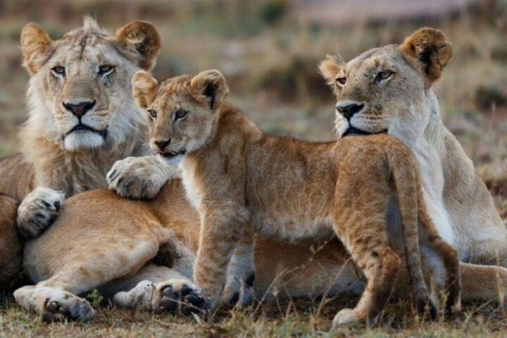 8 Giorni Kenya e Tanzania Safari in Campeggio Budget Privato