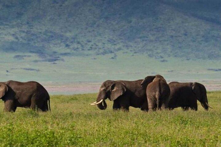 8 Dage Kenya og Tanzania Privat Budget Camping Safari