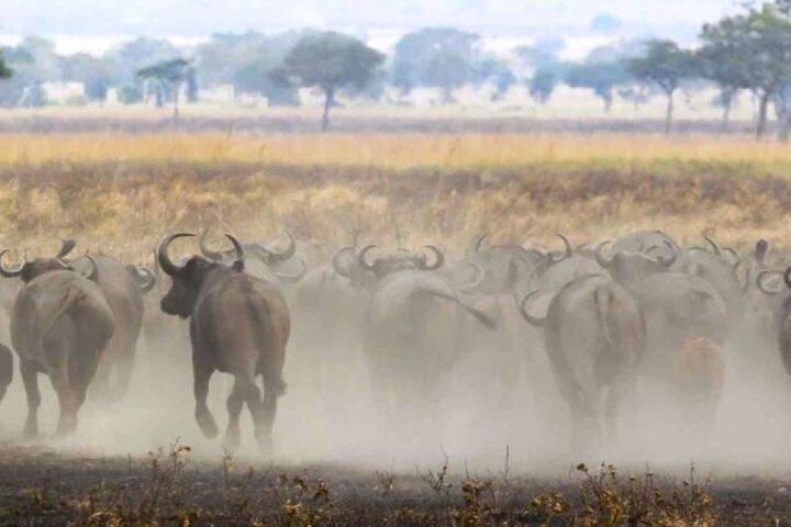 8 Dage Kenya og Tanzania Privat Budget Camping Safari