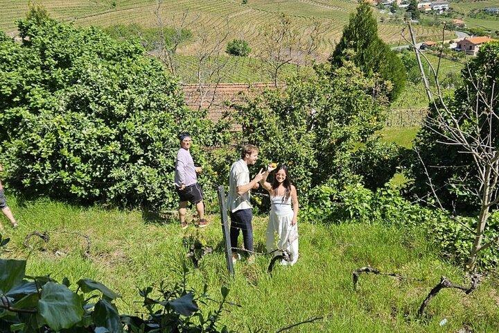 Dégustation guidée : Les vins de la vallée du Douro