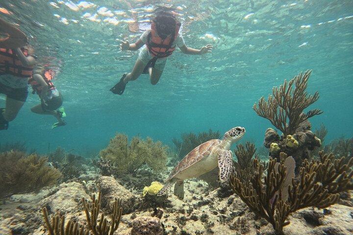 コスタマヤ、魚とサンゴ礁でシュノーケリング、カメ探し