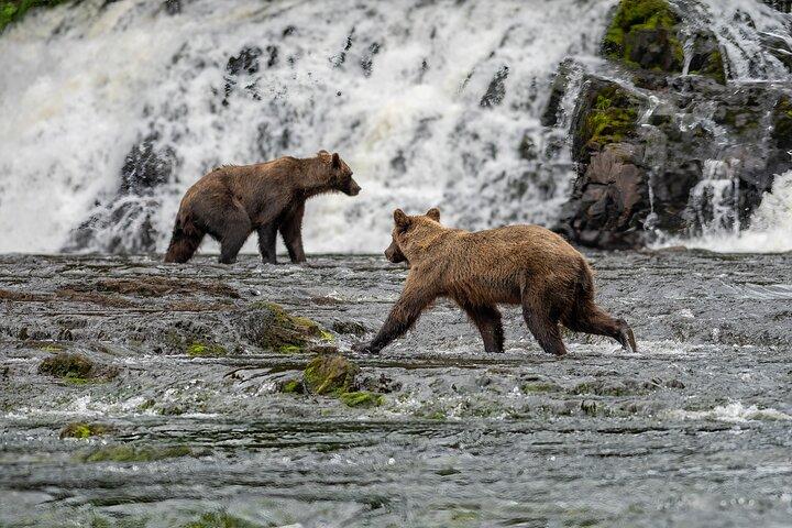 Peak Season Bear Viewing By Seaplane