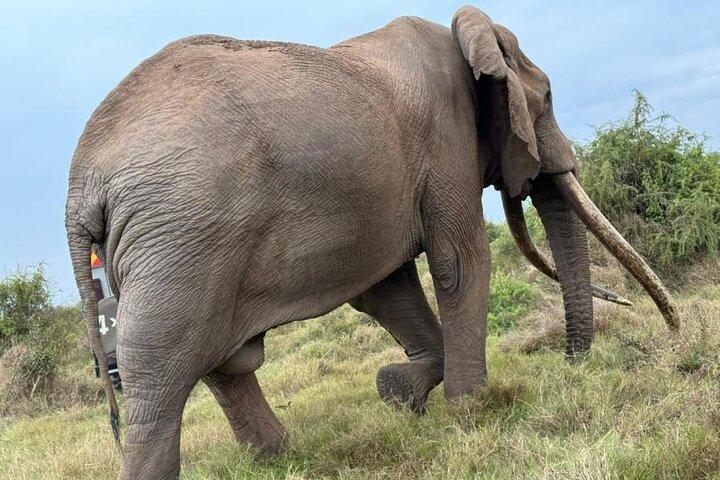 3 Dagen Masai Mara Groepsbudget safari in 4x4 Jeep Dagelijkse Tour