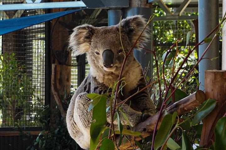 ブルーマウンテンズ小グループツアー（昼食、動物園、シーニックワールド付き）