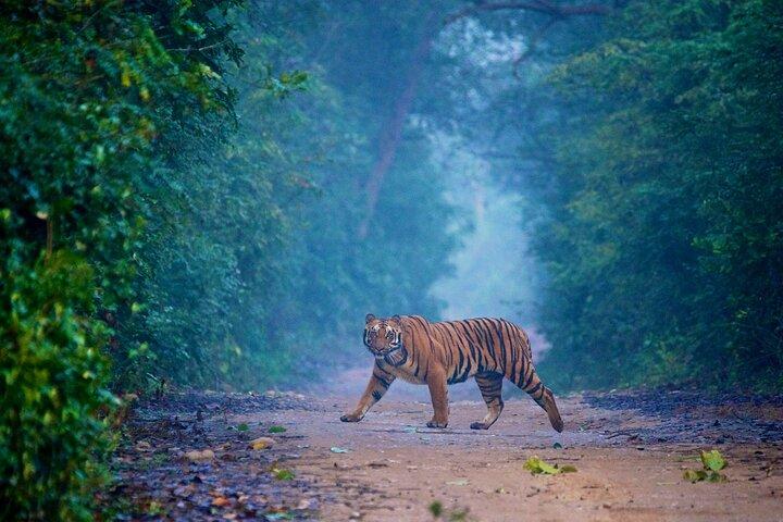 Ahmedabad à Jim Corbett:Aventure de 2 jours en safari aérien dans la nature
