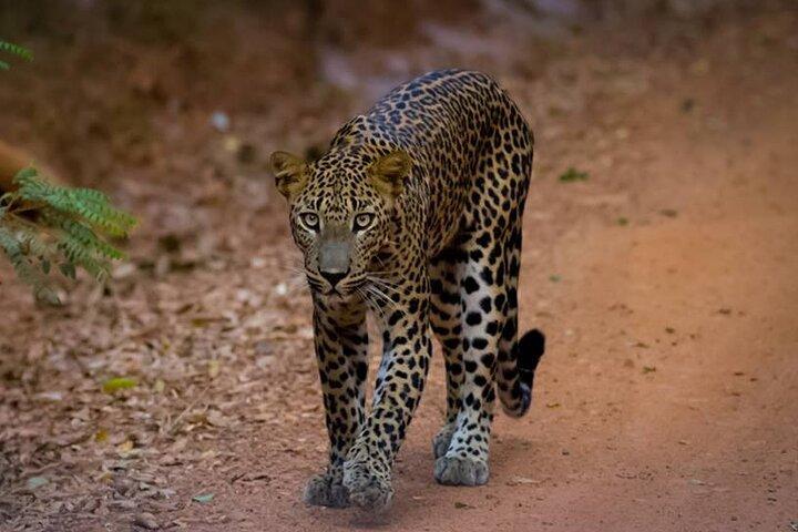 Safari leopardo all inclusive Wilpattu con guida