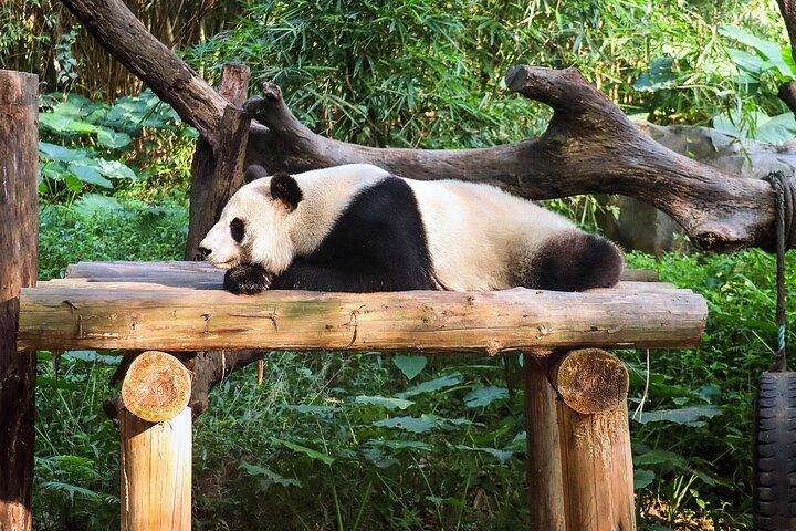 Privat biltur: Dujiangyan Panda Valley og vandingssystem