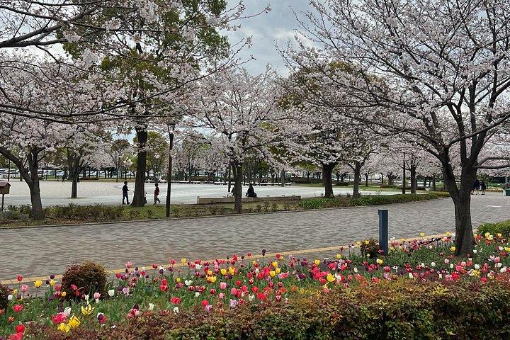 英語ガイド付き専用車での東京日帰りツアー