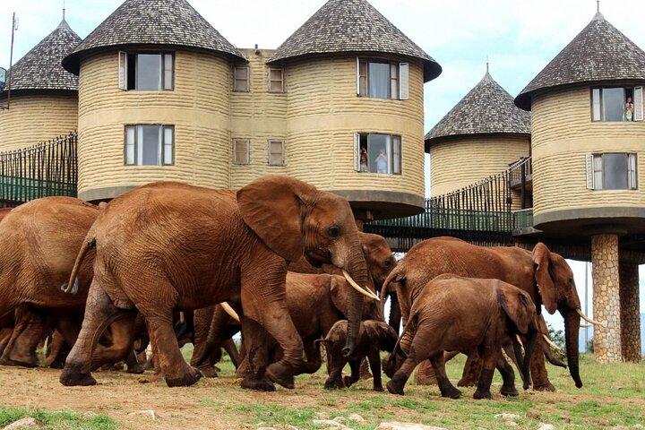 4 Days Amboseli Taita Hills Salt Lick and Tsavo East Safari