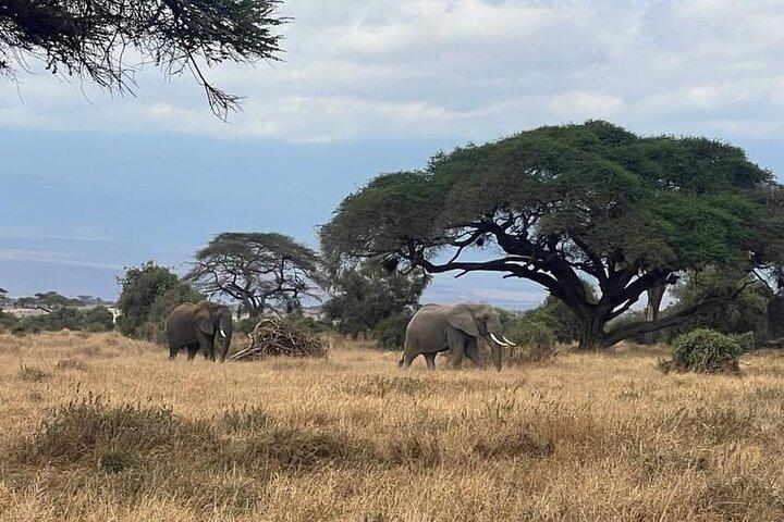 Amboseli Multi Day Tour fra Nairobi