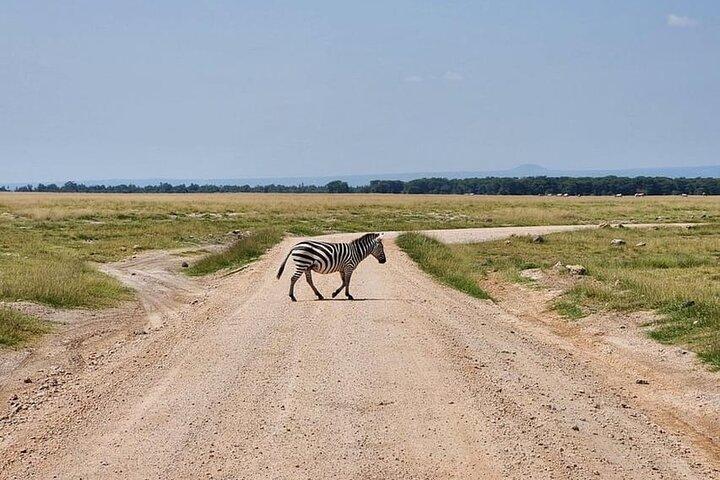 Amboseli Multi Day Tour fra Nairobi