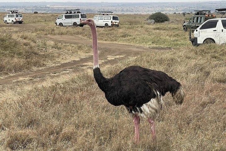 National Park Half-Day Group Tour in Nairobi with Pickup