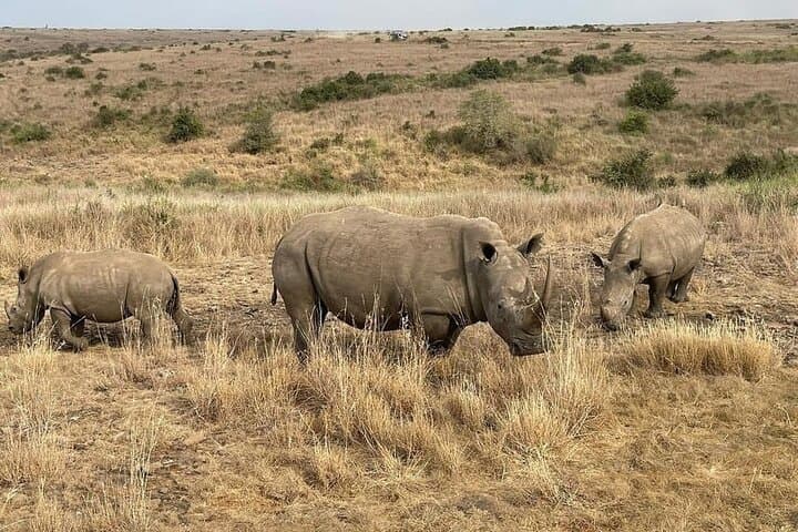 National Park Half-Day Group Tour in Nairobi with Pickup