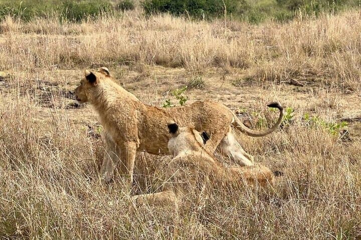 National Park Half-Day Group Tour in Nairobi with Pickup