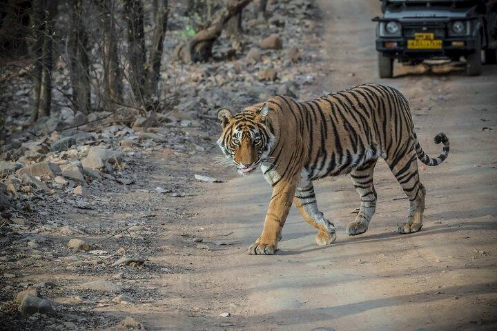 Von Jaipur Ranthambore Nationalpark Tagesausflug mit Safari