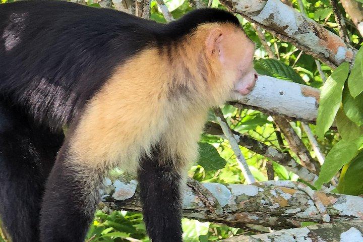 モンキーウォッチとガトゥン湖野生動物サファリプライベートツアー