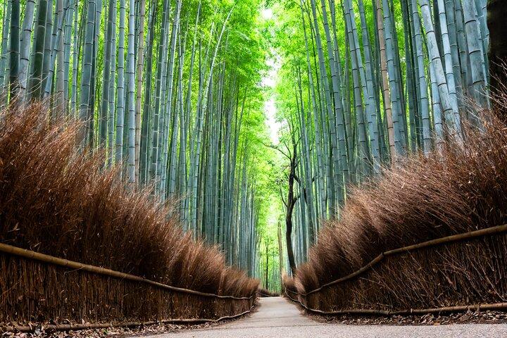Excursion privée d'une journée à Kyoto en voiture