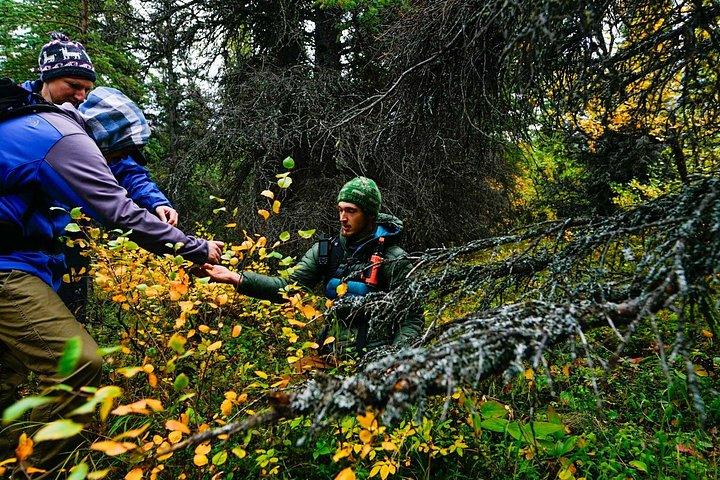 Denali Primitive Survival - 4h lätt vandring och överlevnad Workshop