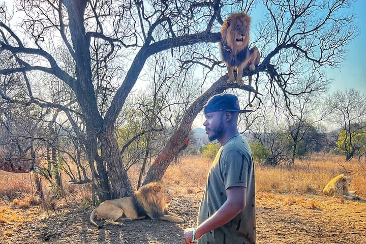 Walking with lions guided experience