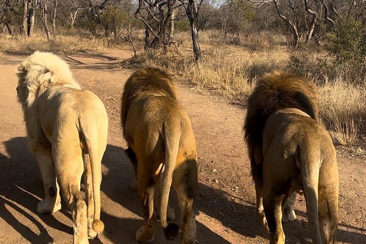 Walking with lions guided experience