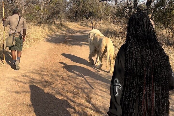 Walking with lions guided experience