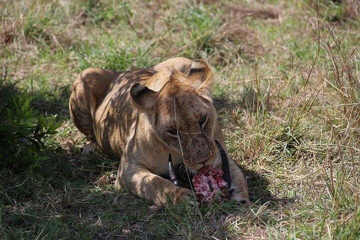Maasai Mara dagtrip vanuit Nairobi en Naivasha