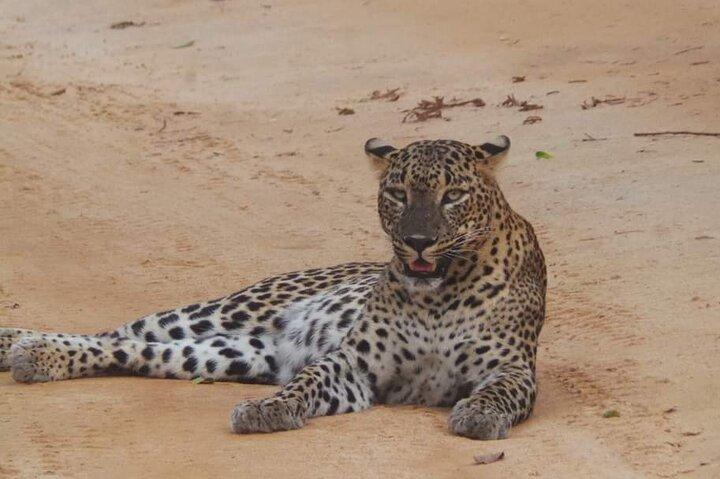 Yala Nationalpark Safari Tour vom Hafen Hambantota