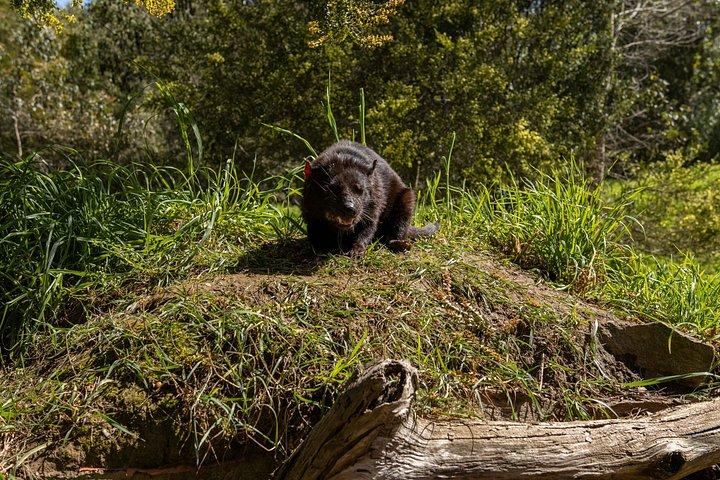 Port Arthur, Tassie Devils, Richmond & Tasman Peninsula