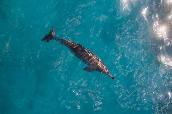Turtle Canyon Waikiki Snorkelavontuur