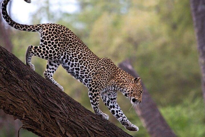 ナイロビ発サンブル国立公園3日間サファリ