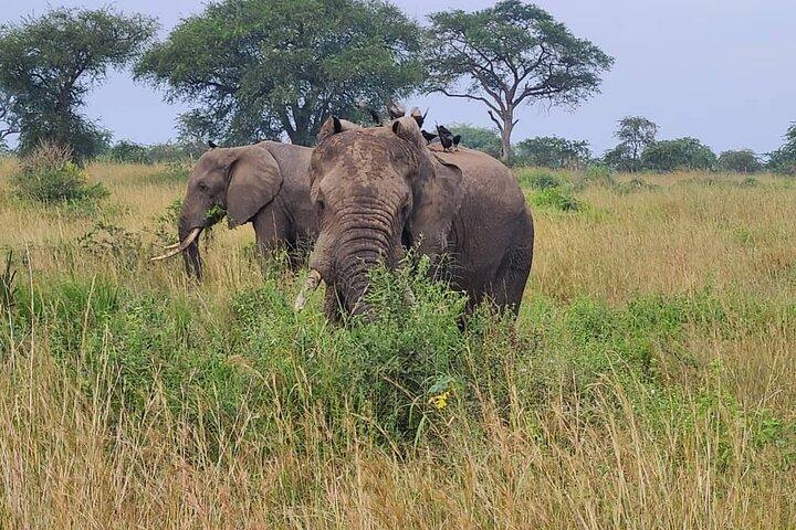 3 dias Murchison Falls Safari com acomodação