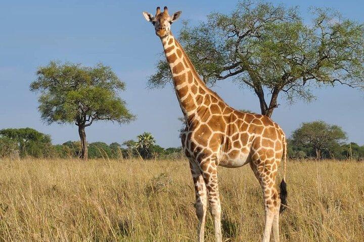 3 dias Murchison Falls Safari com acomodação