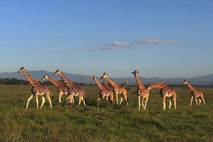 12 Tage Kenia und Tansania Safari Private Lodge ab Nairobi
