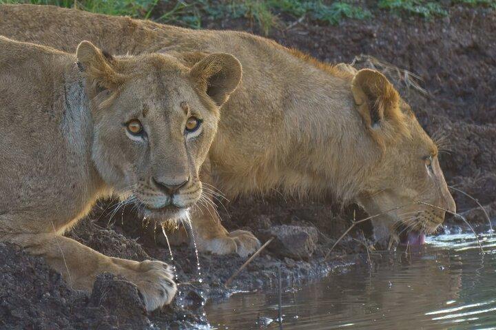 Safari 4x4 guidé d'une demi-journée dans le parc national de Nairobi avec prise en charge gratuite
